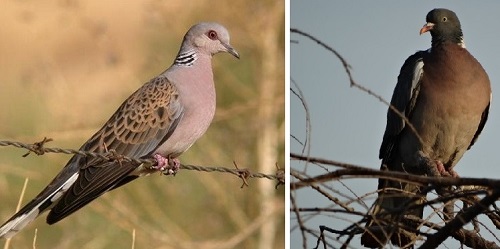 Informacion De Interes Para Los Cazadores Sobre El Consejo De Caza De Este Año