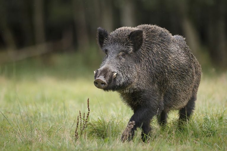Los Cazadores De Jabali De Bizkaia No Tendran Que Abonar Los Daños La Temporada 2022/2023