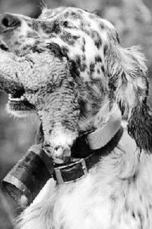 4180b5bf-63f6-4cd4-852d-ddd94b27349a_16-9-aspect-ratio_default_0